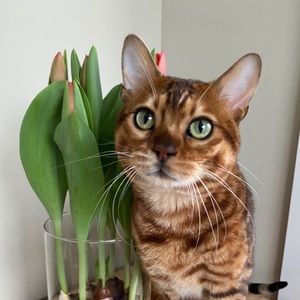 Meet your Posher, Xin yue